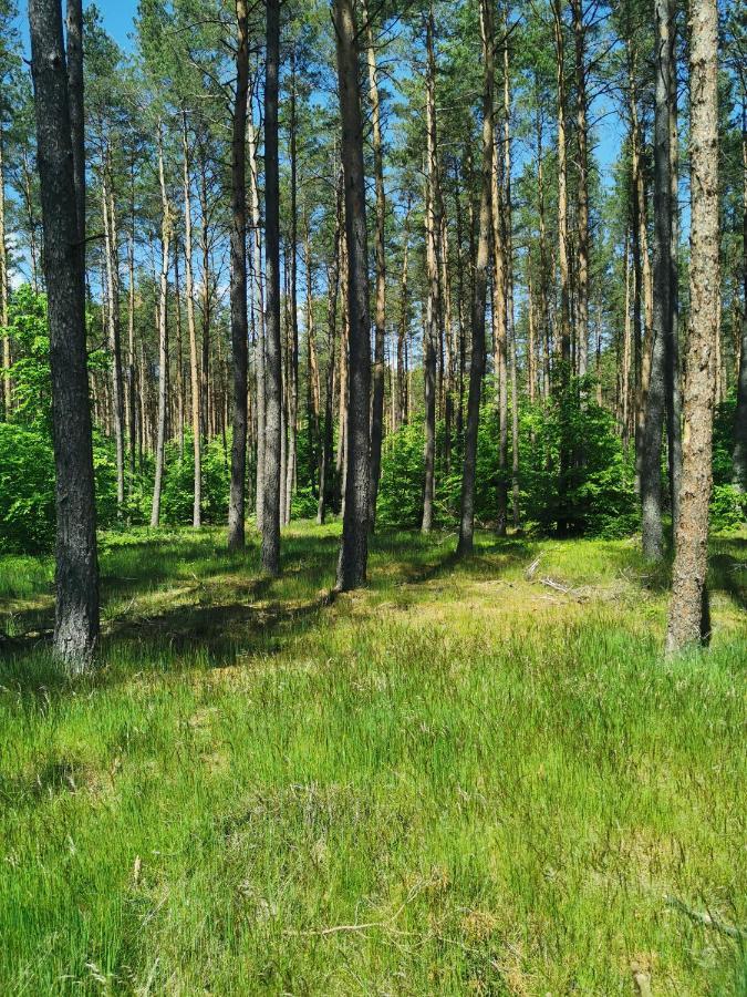 Вилла Kaszuby W Ostoja Bukowo - U Malgoski Domek 6 Z Widokiem Na Las I Internetem Borowy Mlyn Экстерьер фото